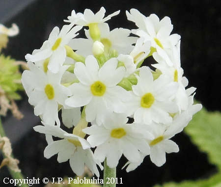 Primula denticulata 'Alba'
